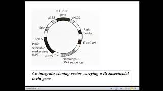 Plant Transgenesis Session 15 [upl. by Goodwin]