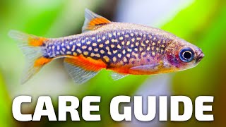 Care Guide for Celestial Pearl Danios  Aquarium CoOp [upl. by Eniahpets]