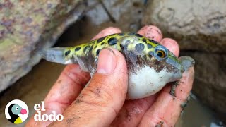 Hombre salva una escuela entera de pequeños peces globo atascados  El Dodo [upl. by Anirad]