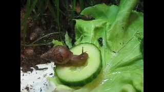 Achatschnecke frisst Gurke  Achatina fulica  East African land snail [upl. by Lessig]