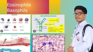 Eosinophils  Basophils Allergy  Inflammation [upl. by Pennie]