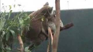 Mating Koalas [upl. by Awjan]