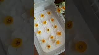 Dried flowers for resin  how to dry flowers using silicagel diy handmade silicagel dryflower [upl. by Hniht416]