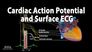 Correlation between Cardiac Action Potential and ECG Animation [upl. by Manuela]