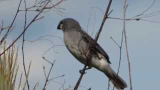 Plumbeous Seedeater  Sporophila plumbea  Parque Natural El Tuparro [upl. by Nylg54]