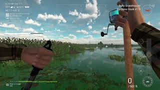 Rowdy Bass Everglades Fishing Planet [upl. by Rednave]