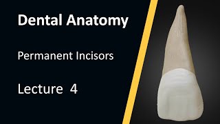 تشريح الاسنان المحاضرة الرابعة  Dental Anatomy Permanent Maxillary Central Incisor  جديد [upl. by Anola356]