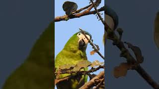 A vocalização da maracanã pequena birds avessilvestres aves observacaodeavesbirdsound [upl. by Goat496]