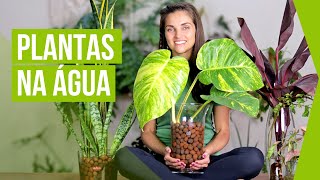 PLANTAS na ÃGUA ðŸŒ¿ como CULTIVAR e DICAS [upl. by Annohsak]