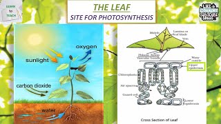 Site for photosynthesis  Cross section of a leaf  Internal structure of leaf  Photosynthesis ICSE [upl. by Eremahs]