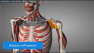 Rotatorcuff spieren [upl. by Warrenne]