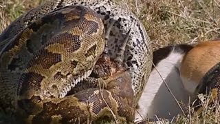 Python Eats Springbok Whole  Deadliest Showdowns  Earth Unplugged [upl. by Ailerua848]