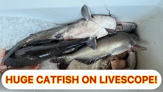 HUGE Livescope CATFISH on Bayou Manchac livecatfishing garmin livescope fishing [upl. by Yesllek]