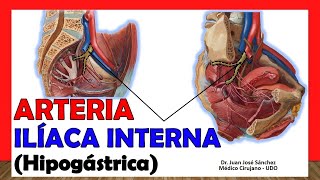 🥇 ARTERIA ILÍACA INTERNA Hipogástrica ¡Anatomía Fácil y Sencillaquot [upl. by Ahsatam578]