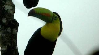 Birds of Costa Rica  Keelbilled Toucan  Wingspan Bird Tours [upl. by Nivag]