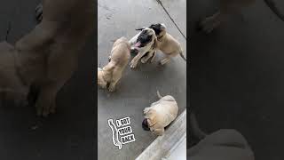 English Mastiff Puppies Loving and Learning with Your Big Best Friend [upl. by Norton469]