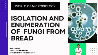 Isolation and Enumeration of Fungi from Spoiled Bread  Spoilage of Bread  New Video  Microbiology [upl. by Aciras568]