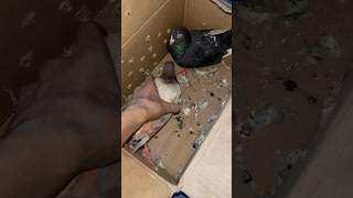 pigeon gift mila pigeon pigeonlover pigeons kabootar kabutar vlog shorts minivlog petsmoon [upl. by Johnsson]