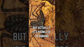 🕷️🌌 Discover the Tailless Whip Scorpion Natures Creepy Crawly Marvel [upl. by Aynotal956]