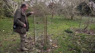 Fencing for rabbits and deer [upl. by Chase424]