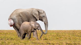 How Does A Mother Elephant Give Birth [upl. by Neelrad840]