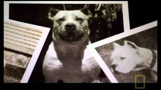 The Science behind the Dogo Argentino [upl. by Bazluke845]