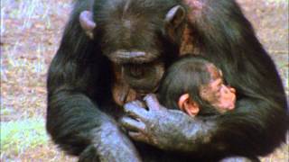 CHIMPS FAMILY 1 [upl. by Anne-Marie]