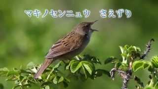 小鳥の囀り マキノセンニュウ 鳴き声 Lanceolated Warbler [upl. by Soracco]