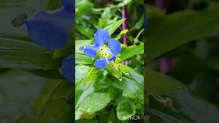 dayflower flower ツユクサの花 [upl. by Marylynne]