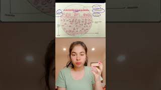 Histology of TracheaFollow for more 🥰 histology ytshorts trendingshort explorepage anatomy [upl. by Winona]