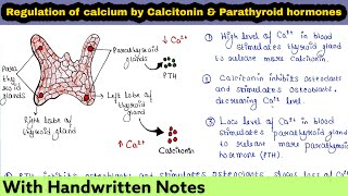 Calcitonin and Parathyroid hormone PTH  Regulation of Calcium ions in blood [upl. by Hanzelin]