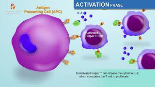 The Humoral Immune Response  Immunology Animations [upl. by Atival]