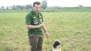 SETTER INGLESE  addestramento  allenamento ENGLISH SETTER TRAINING [upl. by Veradis85]