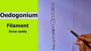 Oedogonium Green Algae  Oedogonium Filament  how to draw Oedogonium step by step  BSc BOTANY [upl. by Glialentn964]