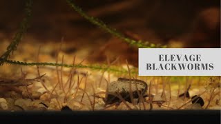 Elevage Lumbriculus variegatus quotBlackwormsquot [upl. by Akirehc]