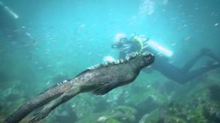 Marine Iguanas [upl. by Keraj]