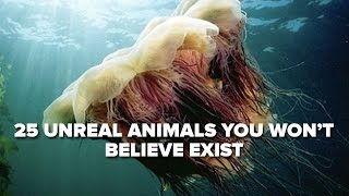 25 Unreal Animals You Won’t Believe Exist [upl. by Enohs282]