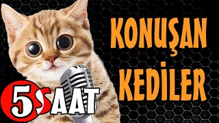 Konuşan Kediler 5 Saat  Sinema Tadında Komik Kediler  PATİ TV [upl. by Carrissa]