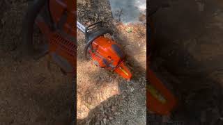 Husqvarna 592 XP warming up🔥 husqvarnachainsaw husqvarna chainsaws [upl. by Shawn]