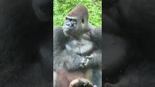 People like watching the Bronx Zoo Gorillas [upl. by Ardnos436]