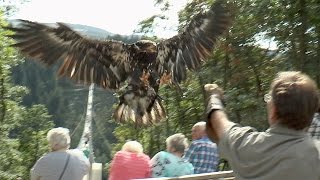 Greifvogelshow auf der Geierlay Weißkopfseeadler aus nächster Nähe [upl. by Derinna]