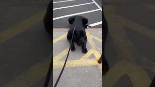 Black Presa Canario Drago Refusing to Enter Veterinarians Office [upl. by Sivatco225]