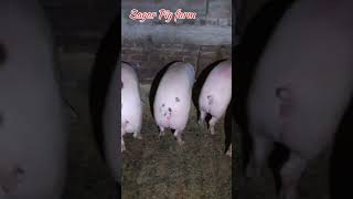 The Viral Sagar Pig Farm Video Explained [upl. by Lyndsey375]