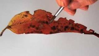 Helens eucalyptus leaf painting tip 7 [upl. by Tindall]