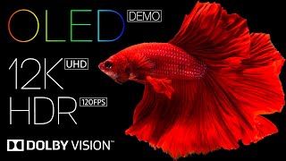 Ultimate Best 12K HDR 120fps OLED Dolby Vision Video for Eye Melting Quality [upl. by Selle]