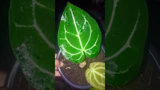 Successfully propagated anthurium crystallinum [upl. by Manvel682]