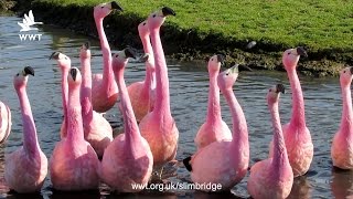 Andean Flamingo courtship dance  WWT Slimbridge [upl. by Orsay275]