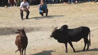 Bullfight Nepal 2024 [upl. by Ielak]