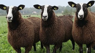 Zwartbles Sheep  Striking Robust Adaptable [upl. by Monty]