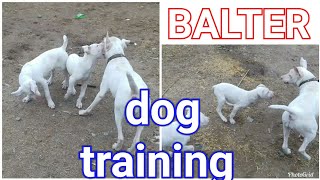 Balter dog training by balter dog [upl. by Dalis]